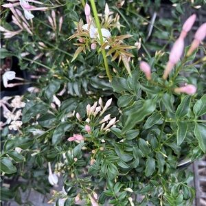 Pink and White Jasmine-Like Flowering Plant